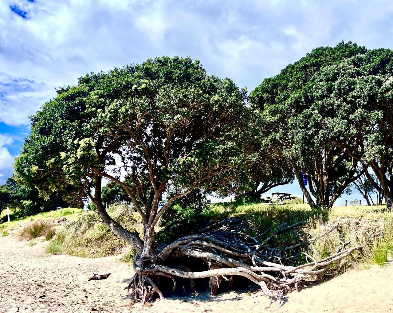 'noni's House' Coastal Hokianga * Opononi