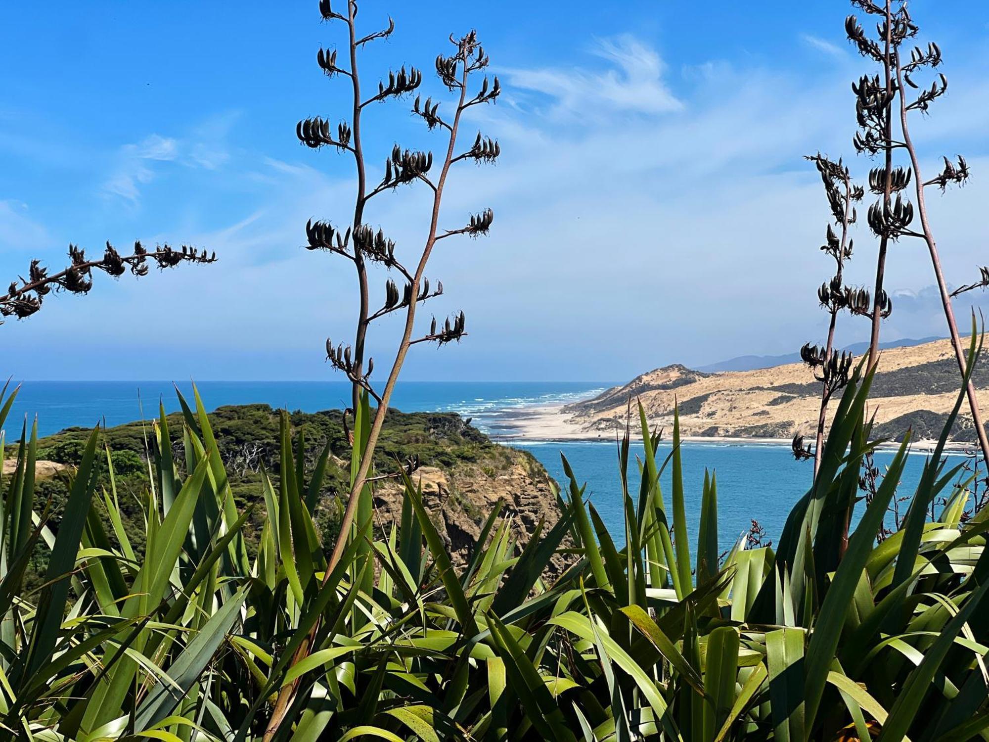 'noni's House' Coastal Hokianga Holiday home *