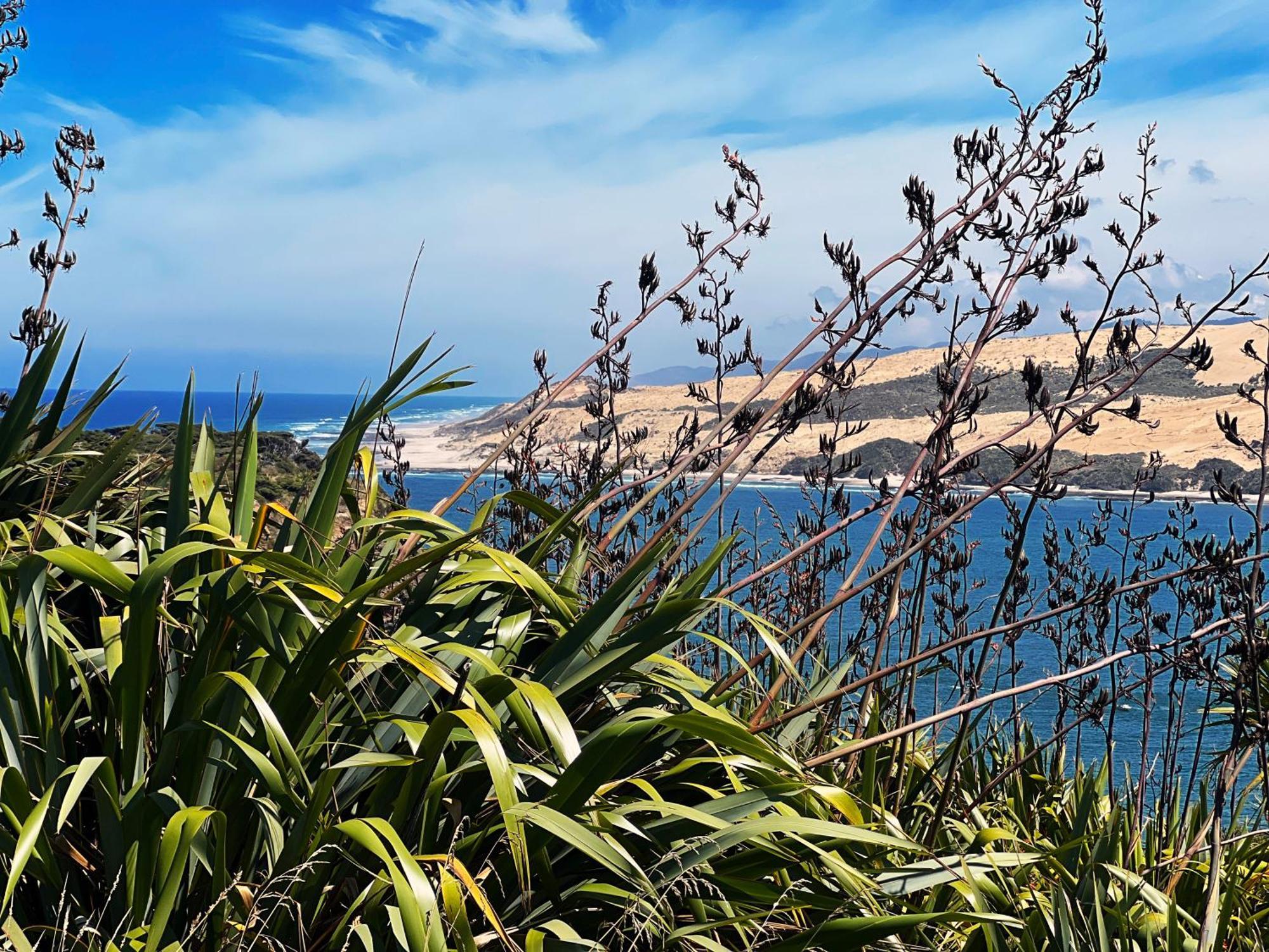 'noni's House' Coastal Hokianga Holiday home