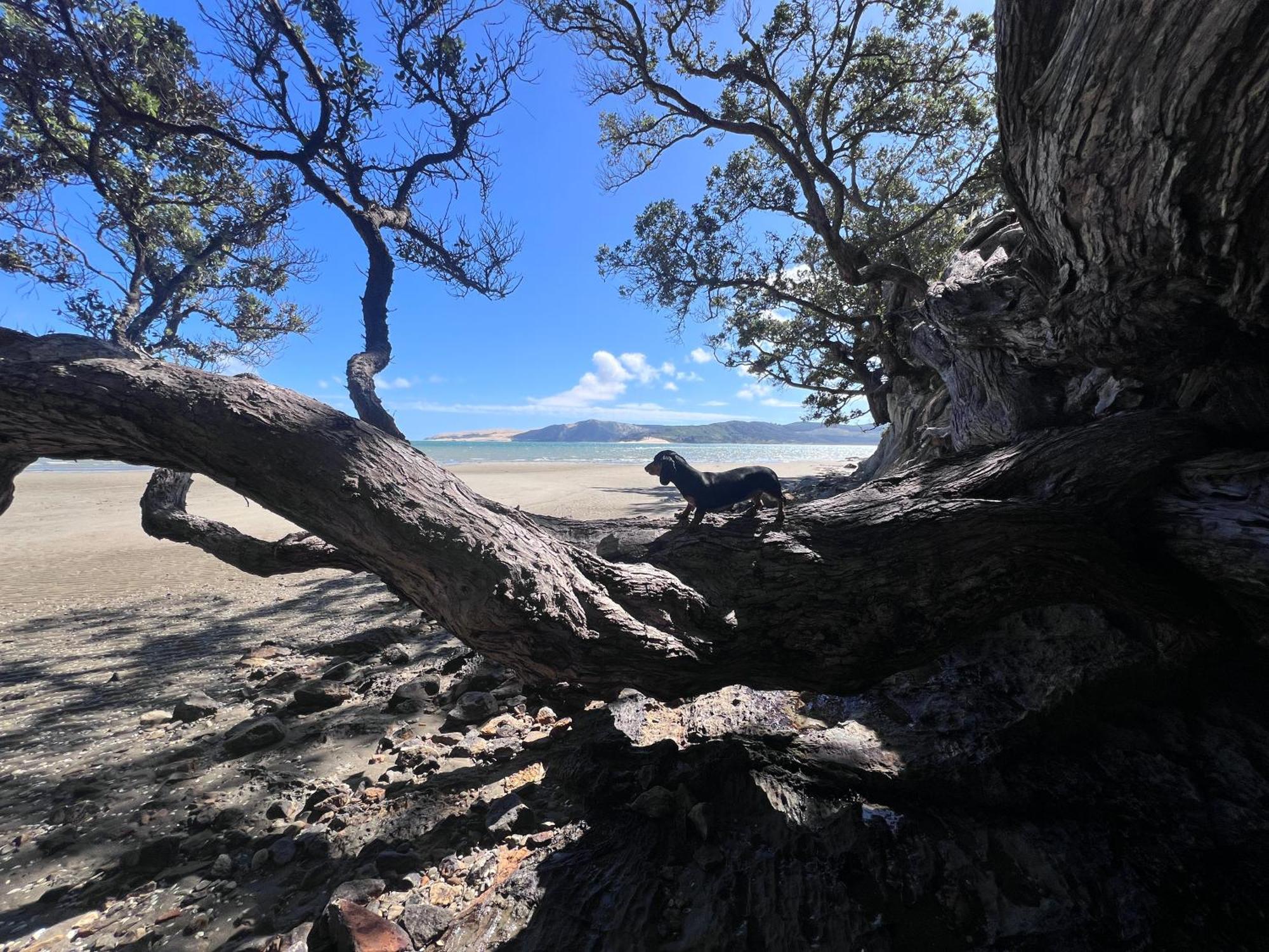 'noni's House' Coastal Hokianga *